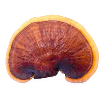 Longevity Powder Extract - Image 2