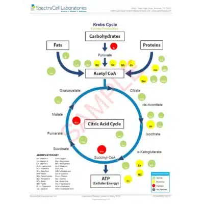 Micronutrient Testing (MNT) - SpectraCell - Image 9