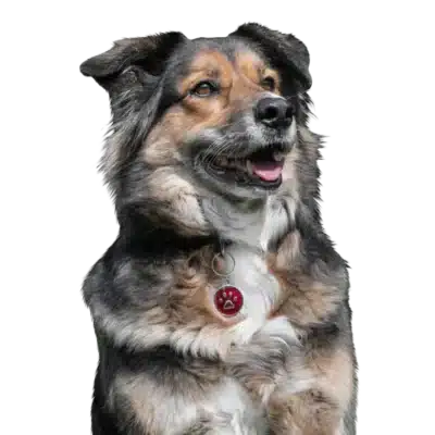 Pet Bioprotector Collar Tags - Image 3